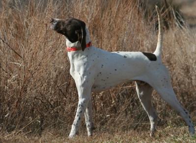 4x CH Erin's Dog Soldier