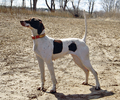 4x CH Erin's Prairie Princess