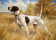 Dog in field